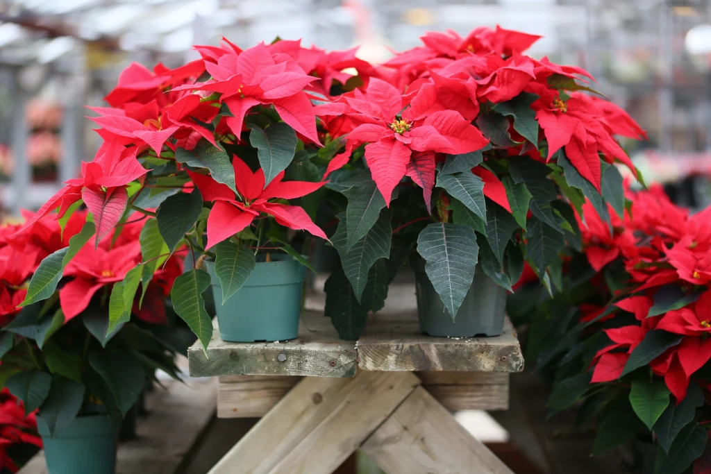 20 Cheap Christmas Decoration Ideas NZ: poinsettia flowers | Swoosh Finance